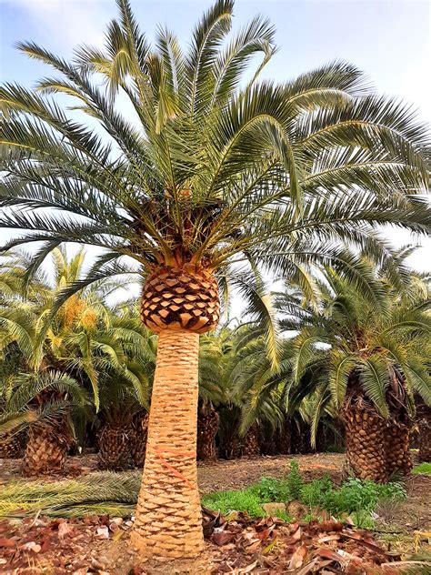palm trees pacific west tree nursery olive palm orange