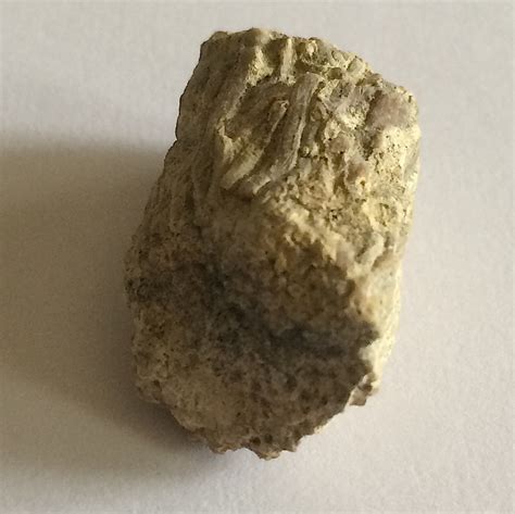 Cone Shape Fossils Fossil Id The Fossil Forum
