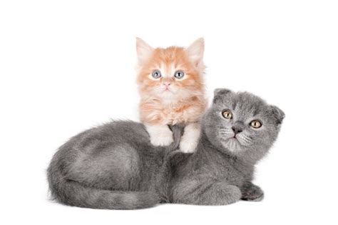 Premium PSD | Pretty cat