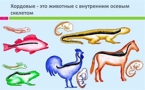 Тип Хордовые - презентация онлайн