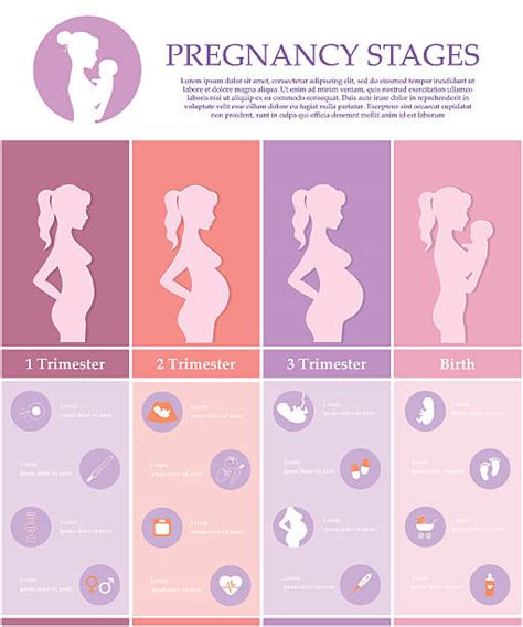 10+ First Trimester Pregnancy Stock Illustrations, Royalty-Free Vector ...