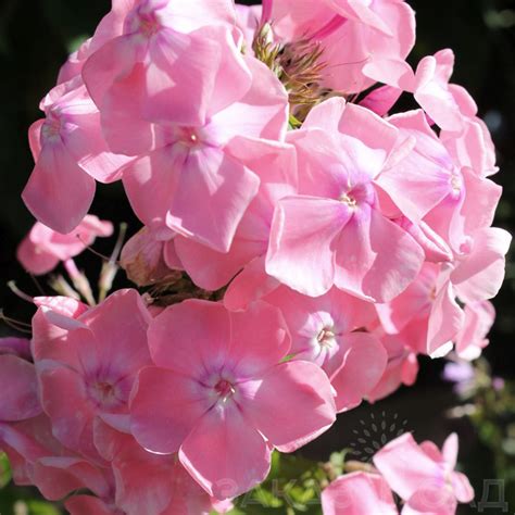 Флокс Мадам Клико - фото и описание сорта в каталоге