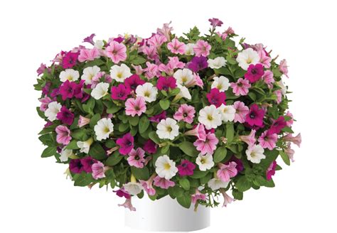 Littletunia® Rose - Danziger