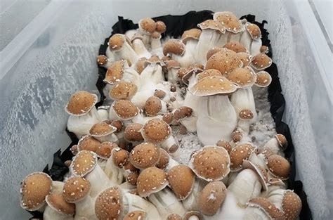 What Are Hillbilly Mushrooms Mushroom Pro