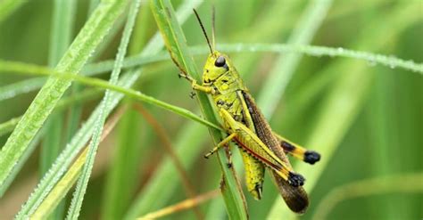 Grasshopper Lifespan How Long Do Grasshoppers Live A Z Animals