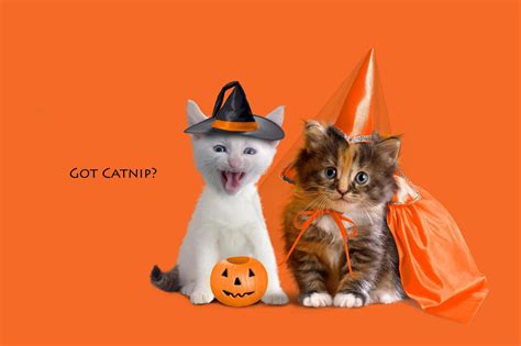 45 Spooky And Fun Halloween Wallpapers