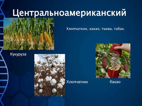 Центры происхождения культурных растений - презентация онлайн