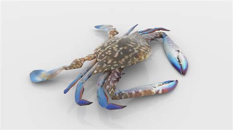 Кокосовый краб 3D Модель $75 - .obj - Free3D