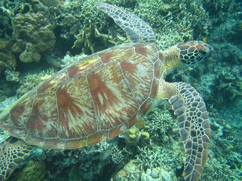Request for Proposals: Website Design for Coastal Conservation and