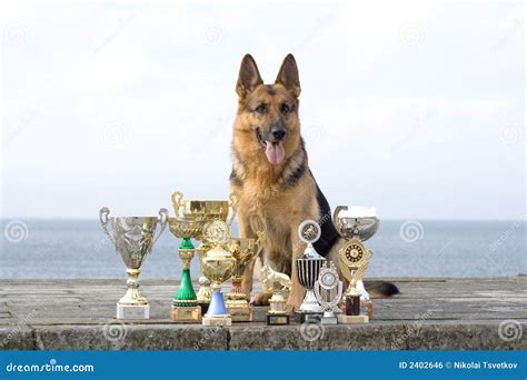 Sheep-dog with awards stock photo. Image of granite, germany - 2402646