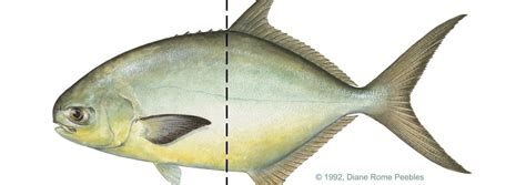Florida Pompano Florida State Parks