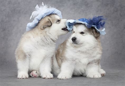7 Fun Facts About Alaskan Malamutes - Greenfield Puppies