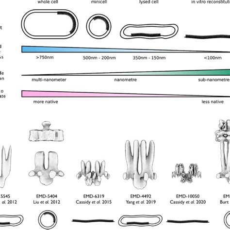 Recent Models Of Chemosensory Array Structure Download Scientific