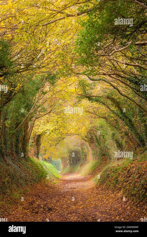 Halnaker Tree Tunnel At Ganantonellablog Blog