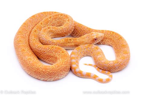 Red Hypo Albino Bullsnake Outback Reptiles