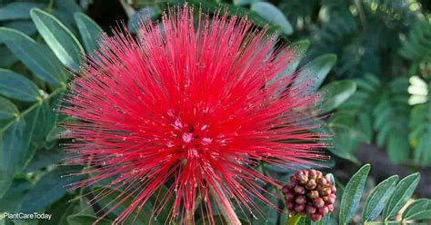 Growing Powder Puff Trees: How To Care For Calliandra Plants