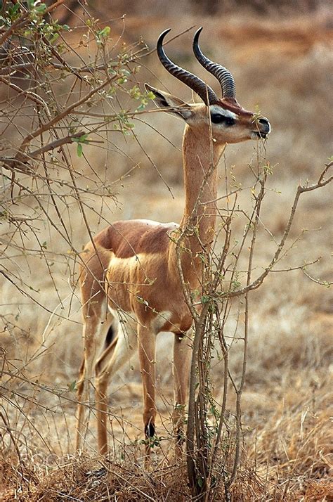 The Story Of The Gerenuk Paukwa