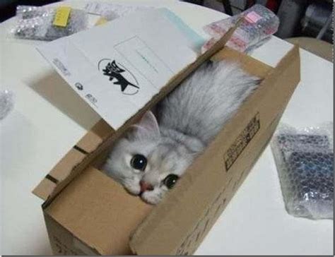Забавные коты, которые очень любят коробки