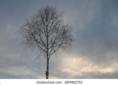 Naked Birches Images Stock Photos Vectors Shutterstock