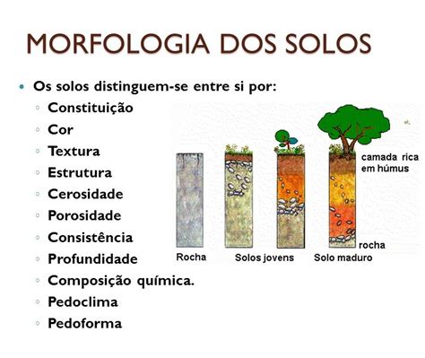 Morfologia do Solo Física do Solo UFRGS