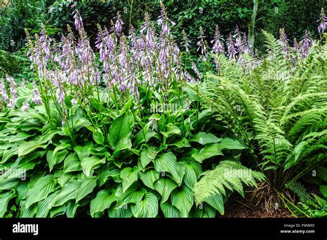 Flowering Hostas Stock Photos And Flowering Hostas Stock Images Alamy