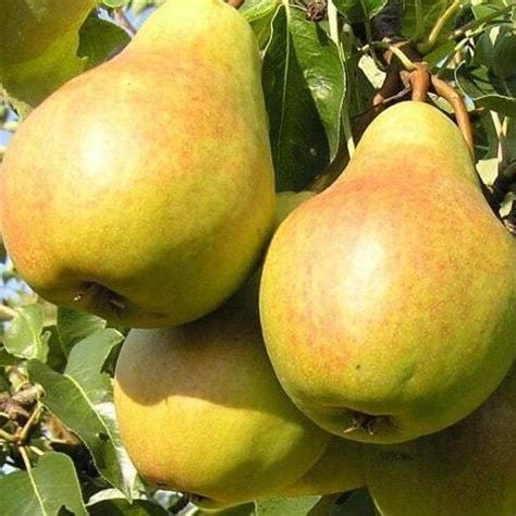 Купить Груша Вильямс летний, Купить саженцы груши, Груша Вильямс летний ...
