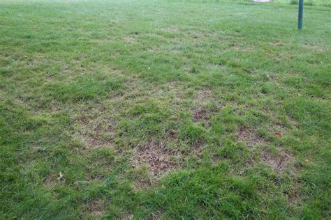 Bare Spots In Lawn PlantDOC