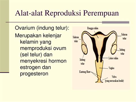 Organ Reproduksi Wanita Bagian Luar Caritahu