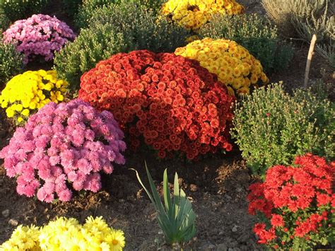 Однолетние цветы для дачи фото с названиями цветущие кустовые