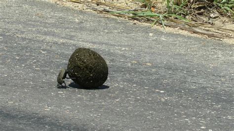 The Female Dung Beetle Does All The Curiosity Learning Facebook