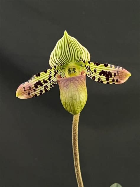 Paphiopedilum Argus Argus Paphiopedilum Argus Orchid 2″ Pot