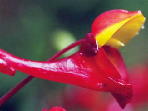 The mystery of the twisty flower | Science | AAAS