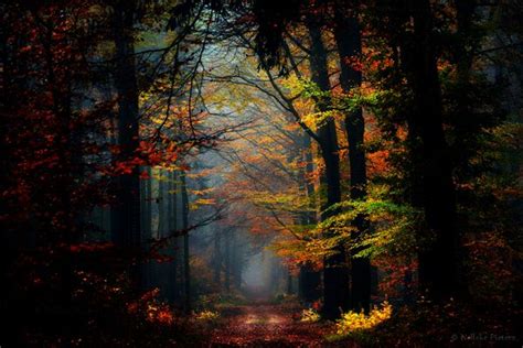 Mind Blowing Forest Photography By Nelleke Pieters Nature Photography