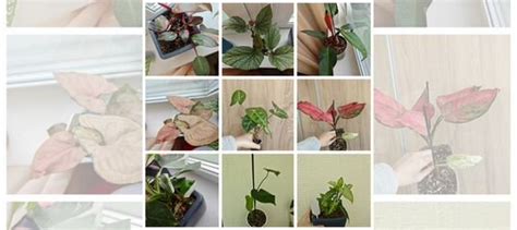 Цветы домашние купить в Москве | Товары для дома и дачи | Авито