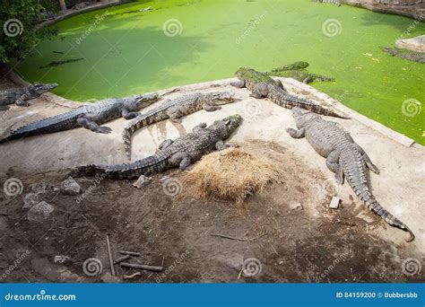 crocodiles resting  samut prakan crocodile farm  zoo thailand