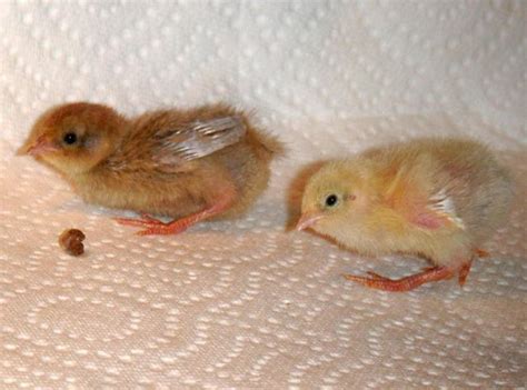 Baby Button Quail Pics Added