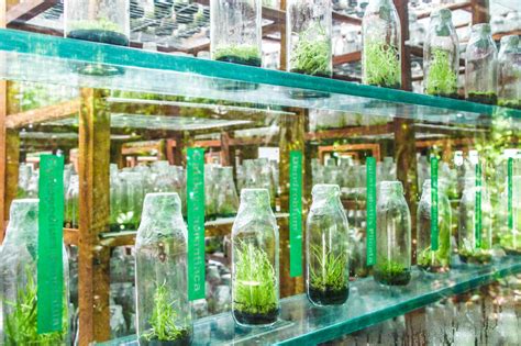 Propagación y desarrollo de plantas in vitro PortalFruticola