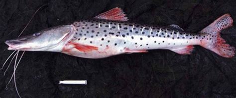 pintado entra na lista oficial das especies brasileiras ameacadas de