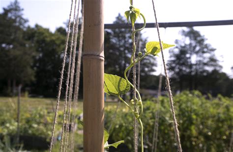 Are You Ready For World Naked Gardening Day Hello Homestead