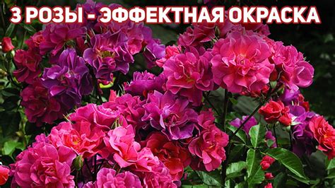 3 розы с бархатистыми переливами красного, шоколадного, дымчато ...