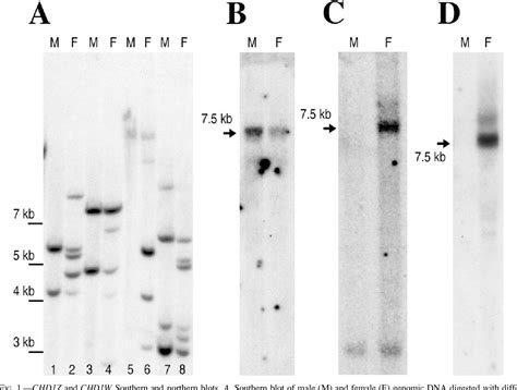 Figure 1 From Sex Differences In Structure And Expression Of The Sex Chromosome Genes CHD1Z And