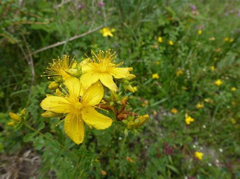 Perforate St John's-wort - SCIG