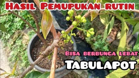 APLIKASI PEMUPUKAN RUTIN JAMBU MADU DELI YouTube