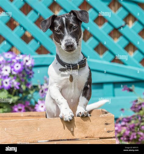 Jack Russell Terrier Stock Photo Alamy