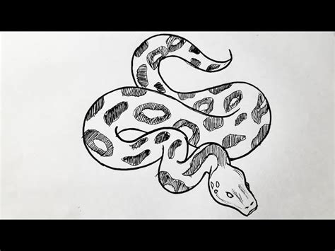 draw  realistic snake step  step   draw  king cobra