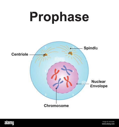 Interphase hi-res stock photography and images - Alamy
