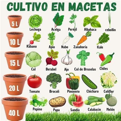 Vegetales Para Cultivar En Macetas