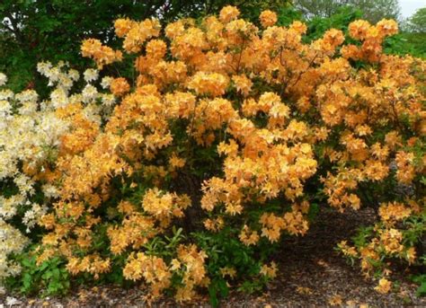 Рододендрон листопадний "Голден Лайтс" (Golden Lights): опис з фото ...