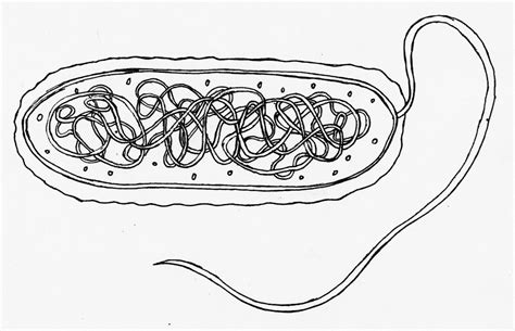 Bacteria Cell Labeling Diagram Quizlet