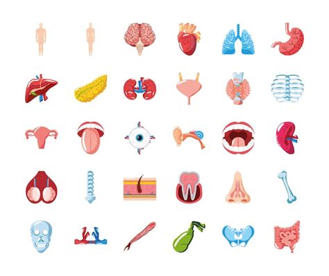 Premium Vector Human Organs Set